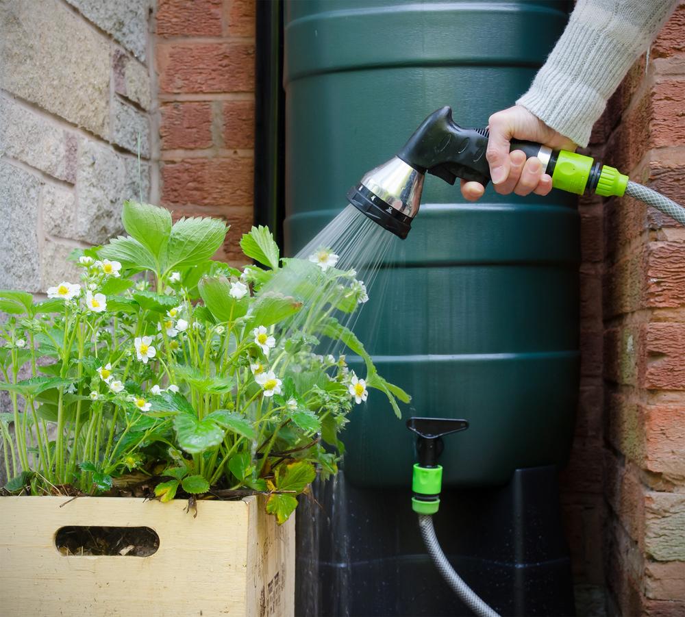 A person watering white flowers in a wooden box using a hose connected. A green rainwater barrel in the background. The scene is set outside, with brick walls in the background.